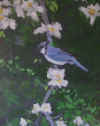 Blue Jay 2007